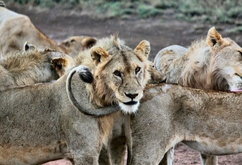 Discover The Wonders Of Lake Manyara