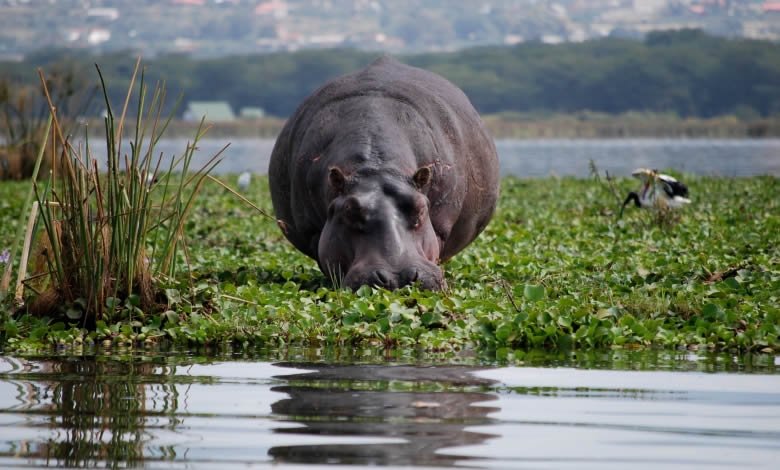 Lake Naivasha National Park