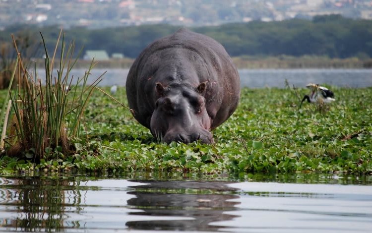 Lake Naivasha National Park