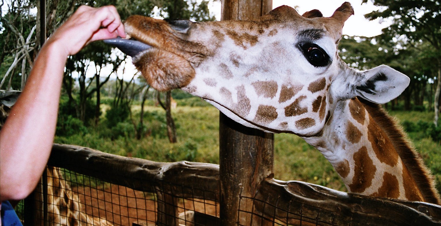 Giraffe Centre