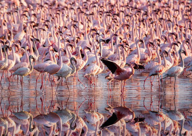 Lake Nakuru National Park