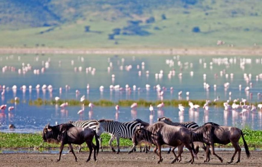 Ngorongoro