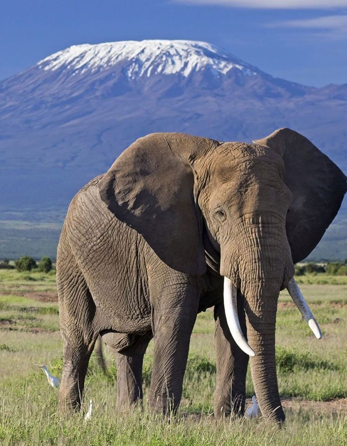 Amboseli