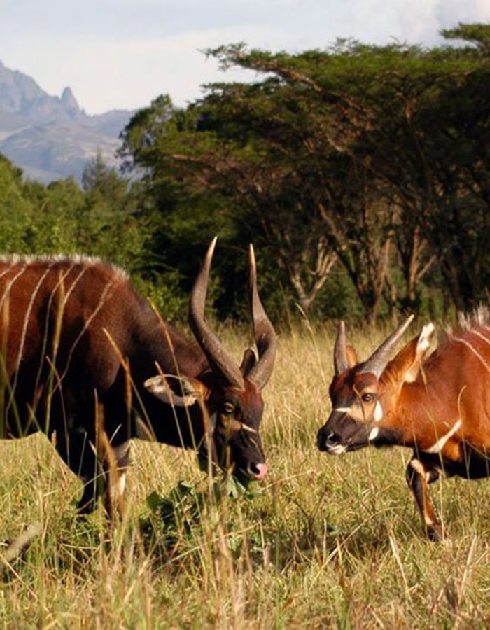 Samburu