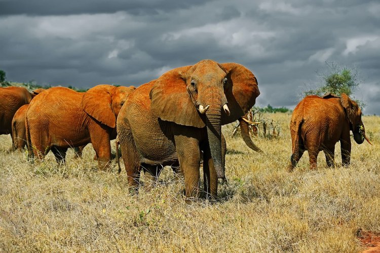 1 DAY AMBOSELI NATIONAL PARK SAFARI