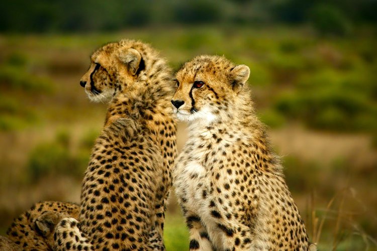 3 DAYS TSAVO EAST AND AMBOSELI (KILIMANJARO SAFARIS)