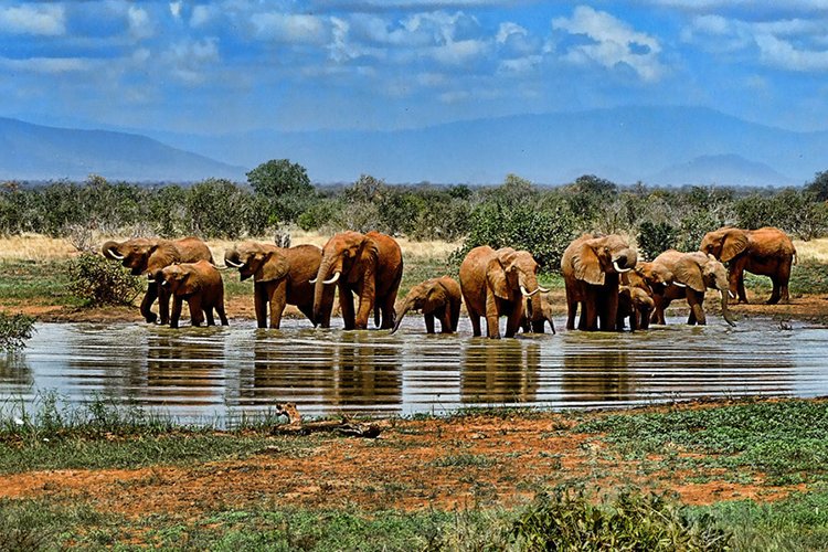 6 DAYS LAKE MANYARA,  NGORONGORO, SERENGETI SAFARI