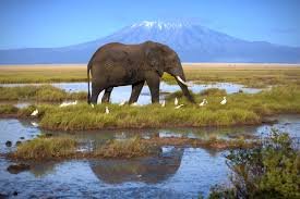 4 DAY TANZANIA MID-RANGE SAFARI