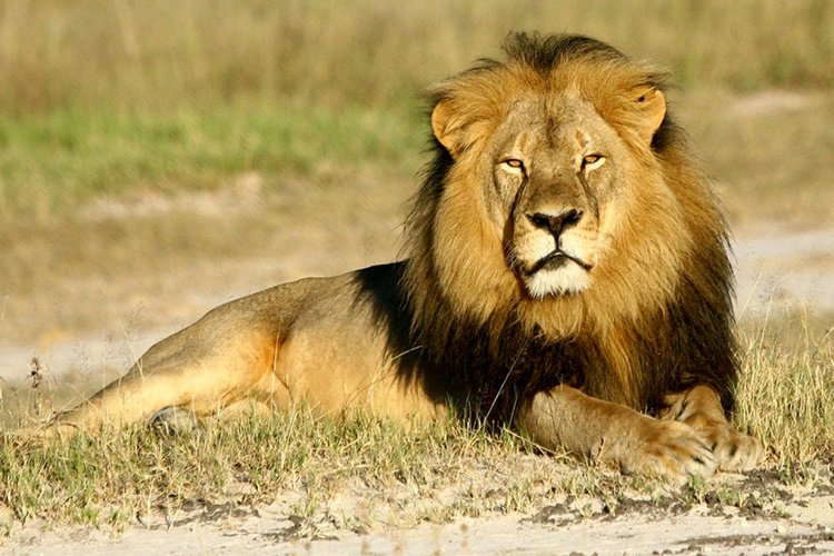 7 DAYS KENYA WILDLIFE AMAZING BUDGET SAFARI