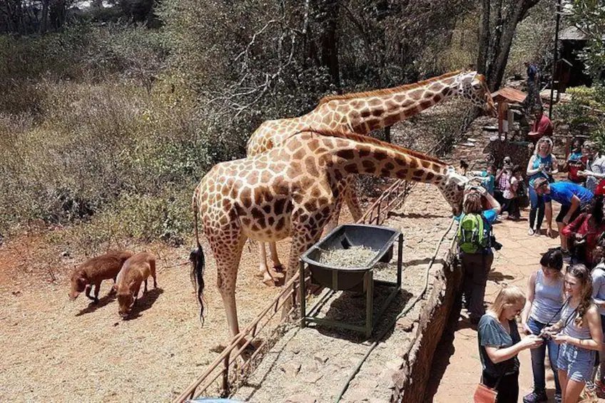 3 HOURS GIRAFFE CENTER – NAIROBI DAY TOUR