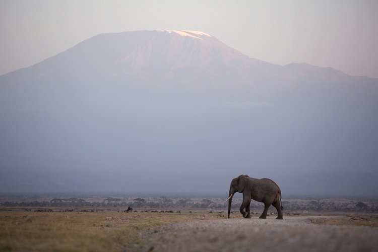 3 DAYS TSAVO EAST AND AMBOSELI (KILIMANJARO SAFARIS)