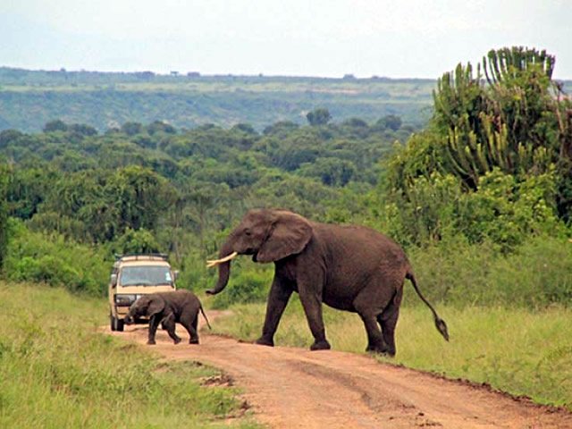 1 DAY SHIMBA HILLS SAFARI