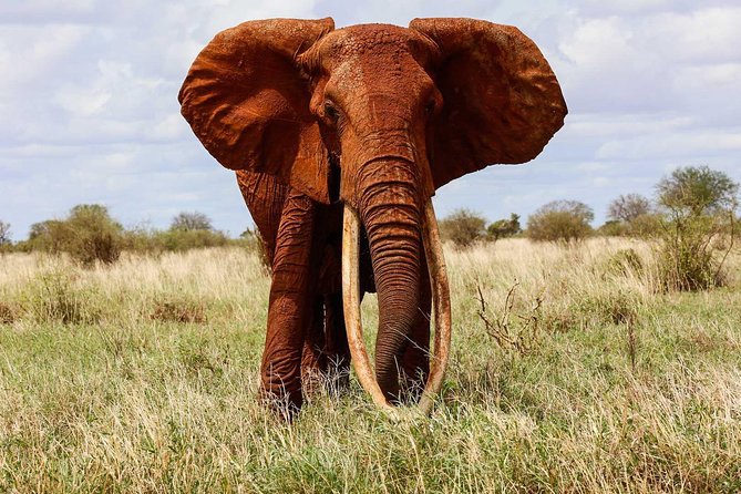 3 DAY TSAVO EAST AND WEST LUXURY SAFARI FROM NAIROBI