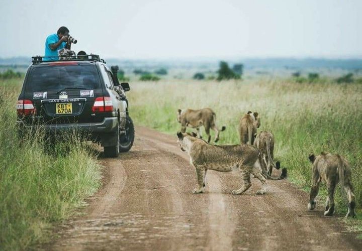 NAIROBI NATIONAL PARK GAME DRIVES | HALF DAY