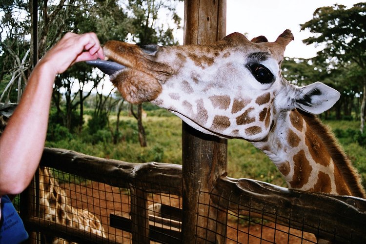 3 HOURS GIRAFFE CENTER – NAIROBI DAY TOUR