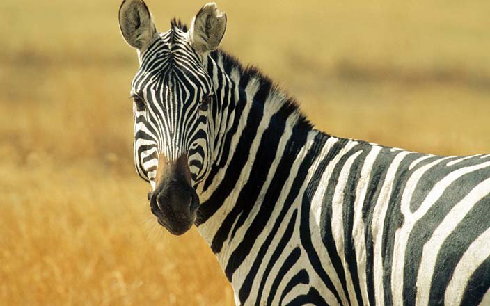 2 DAYS AMBOSELI SAFARI