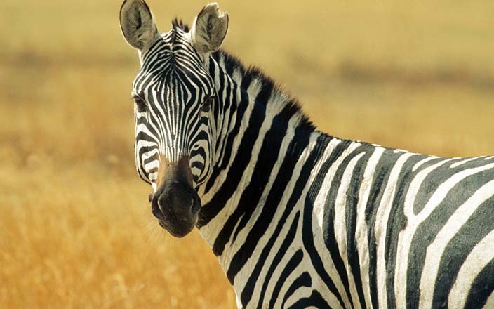 2 DAYS AMBOSELI SAFARI