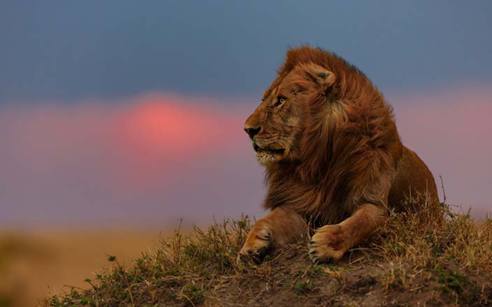 2 DAYS AMBOSELI SAFARI