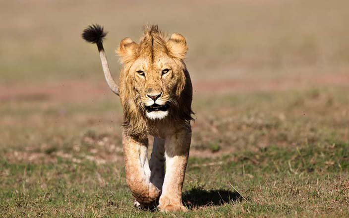 2 DAYS AMBOSELI SAFARI