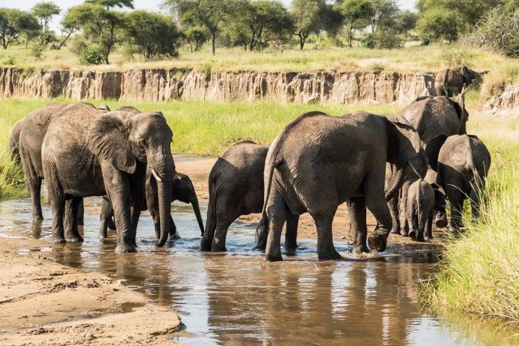 5 DAYS LAKE MANYARA,  NGORONGORO, TARANGIRE