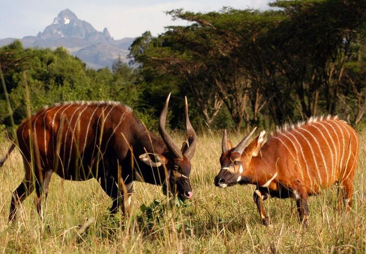 4 DAYS NAIROBI, MOUNT KENYA AND SAMBURU GAME RESERVE SAFARI