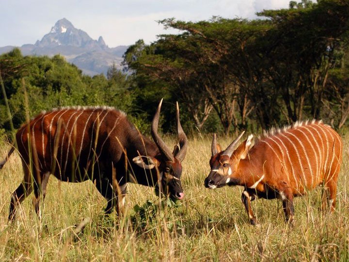 4 DAYS NAIROBI – ABARDARES – SAMBURU SAFARI