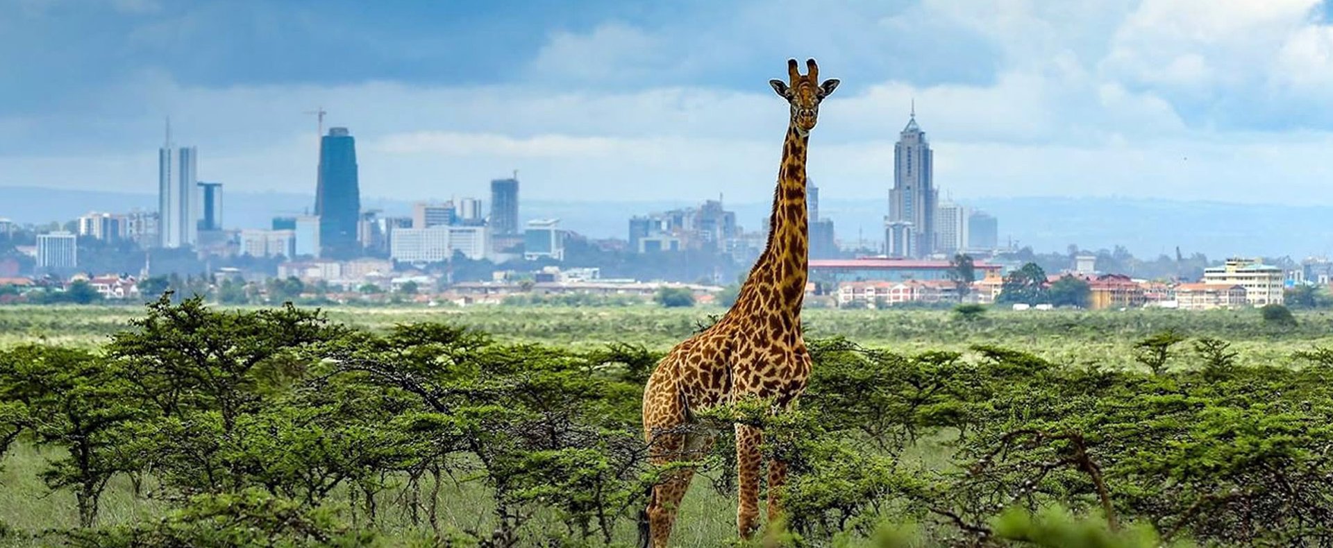 NAIROBI NATIONAL PARK GAME DRIVES | HALF DAY