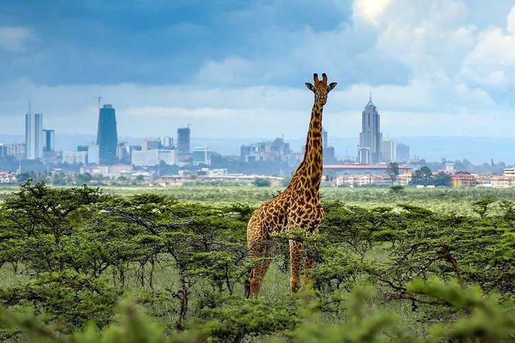 NAIROBI NATIONAL PARK GAME DRIVES | HALF DAY