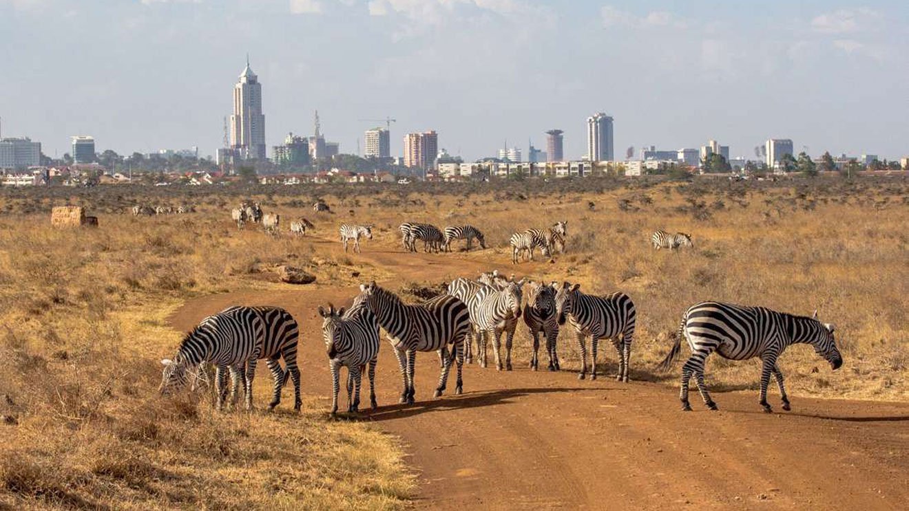 NAIROBI NATIONAL PARK GAME DRIVES | HALF DAY