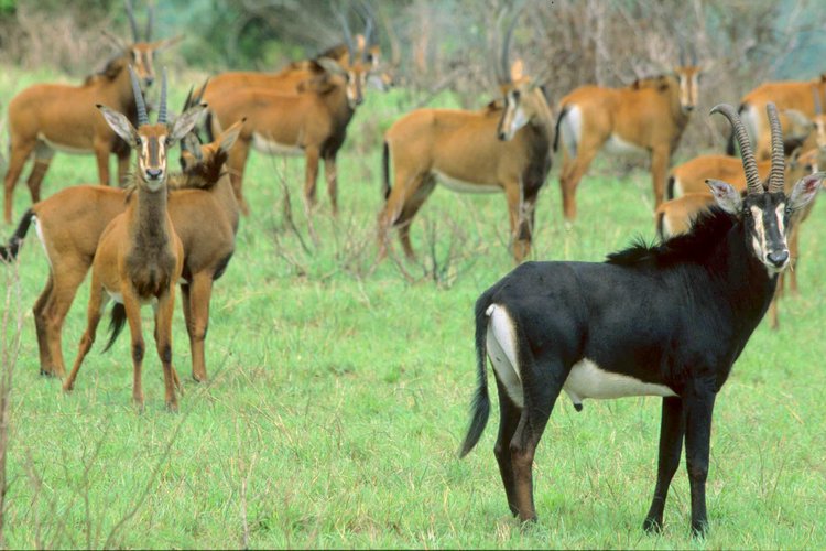 1 and 1/2 DAY SHIMBA HILLS SAFARI