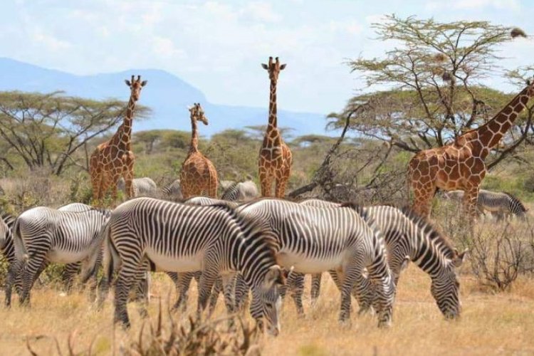 4 DAYS NAIROBI, MOUNT KENYA AND SAMBURU GAME RESERVE SAFARI