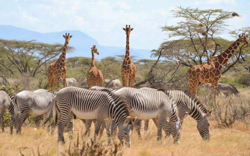 11 DAYS AMAZING KENYA, TANZANIA ZANZIBAR SAFARI