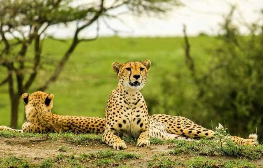 5 DAYS LAKE MANYARA,  NGORONGORO, TARANGIRE