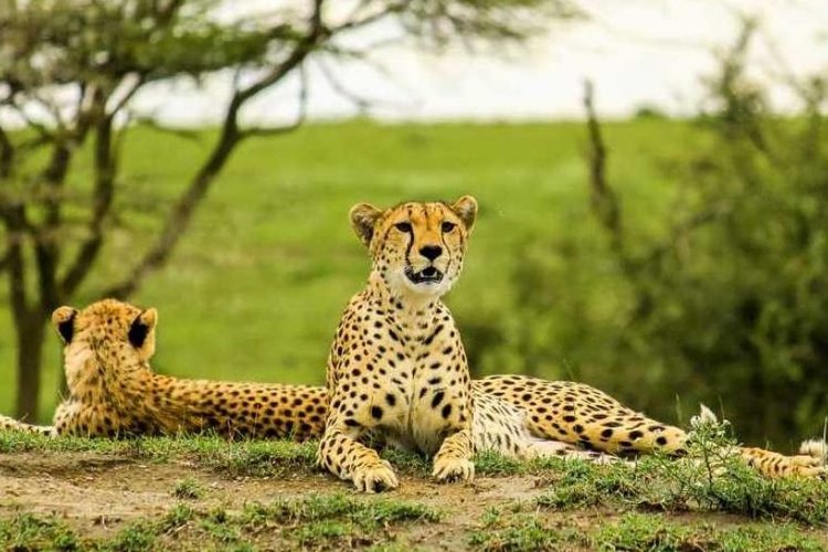 5 DAYS LAKE MANYARA,  NGORONGORO, TARANGIRE