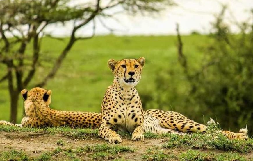 6 DAYS LAKE MANYARA,  NGORONGORO, SERENGETI SAFARI