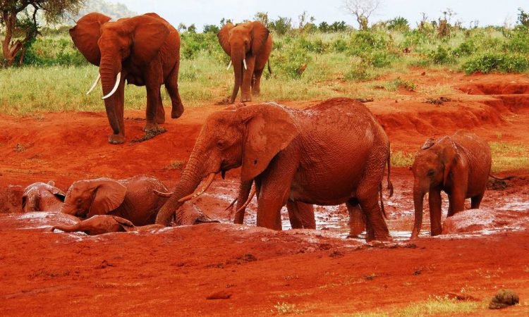 2 DAYS TSAVO EAST SALTLICK SAFARI