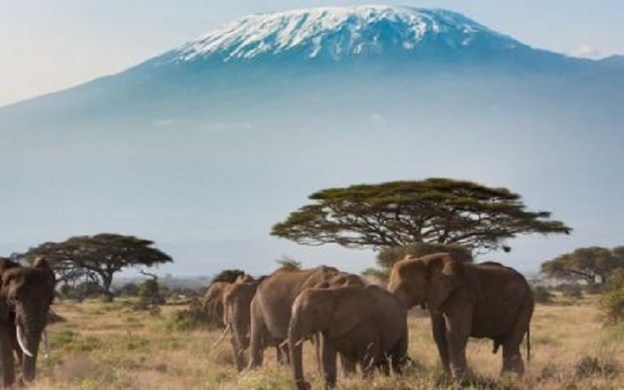 1 DAY AMBOSELI NATIONAL PARK SAFARI