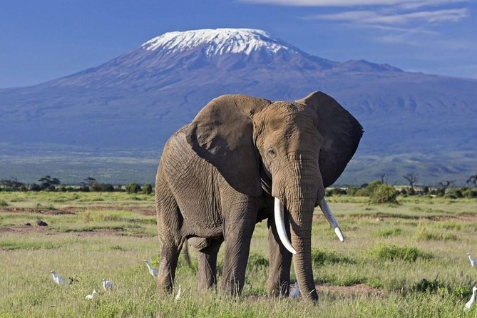 4 DAYS NAIROBI – AMBOSELI – TSAVO WEST AND TSAVO EAST