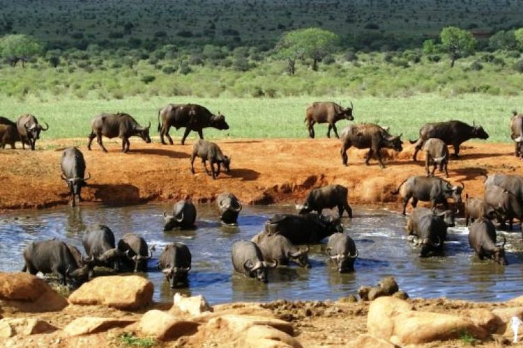 3 DAY MOMBASA TSAVO EAST AND SALTLICK SAFARI