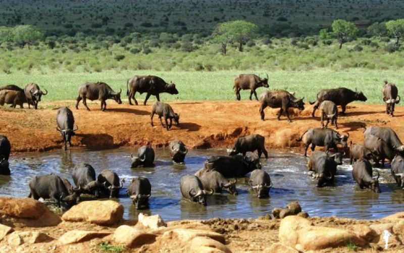 2 DAYS TSAVO EAST SALTLICK SAFARI