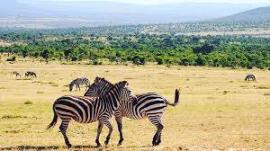 4 DAY TANZANIA MID-RANGE SAFARI