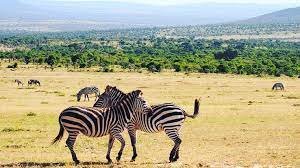 4 DAY TANZANIA MID-RANGE SAFARI