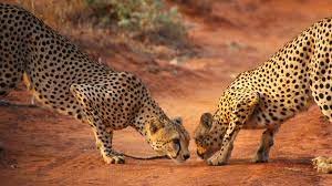 3 DAY TSAVO EAST AND WEST LUXURY SAFARI FROM NAIROBI