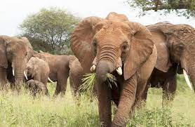 3 DAY TSAVO EAST AND WEST SAFARI FROM MOMBASA