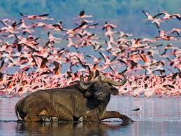 4 DAYS MAGNIFICENT LAKE NAKURU MASAI MARA BUDGET SAFARI