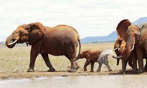 3 DAY TSAVO EAST AND WEST LUXURY SAFARI FROM NAIROBI