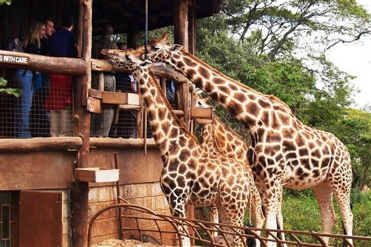 3 HOURS GIRAFFE CENTER – NAIROBI DAY TOUR