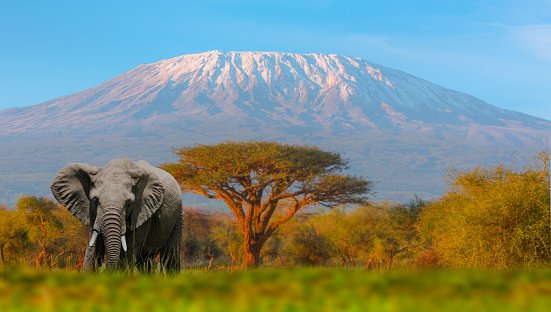 7 DAYS TSAVO EAST – AMBOSELI – LAKE NAKURU – MASAI MARA SAFARI