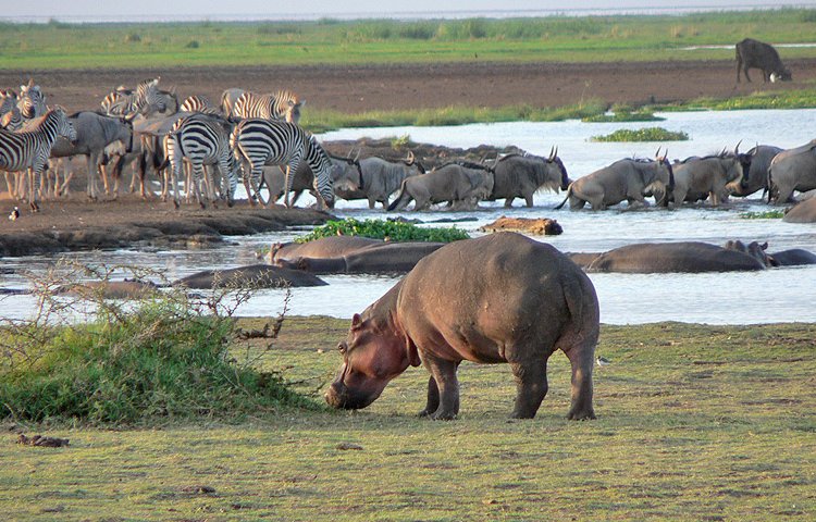 7 DAYS LAKE MANYARA,  NGORONGORO, SERENGETI SAFARI