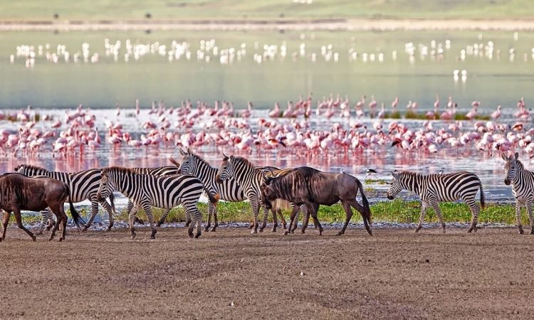 4 DAY TANZANIA MID-RANGE SAFARI